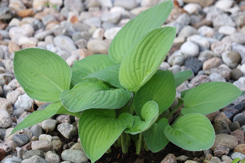 The Sweet and Salty Jo&nbsp;Bee