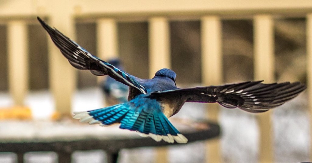 I have been interested in Photography most of my life. From watching slide shows in our basement when I was young, to owning Instamatics in the 70's, a Canon AE1 in the 80's and now a DSLR. I hope you enjoy scrolling through some shots from the past 5 years. If there is anything you'd like a copy of, any size, please contact me at the contact link.